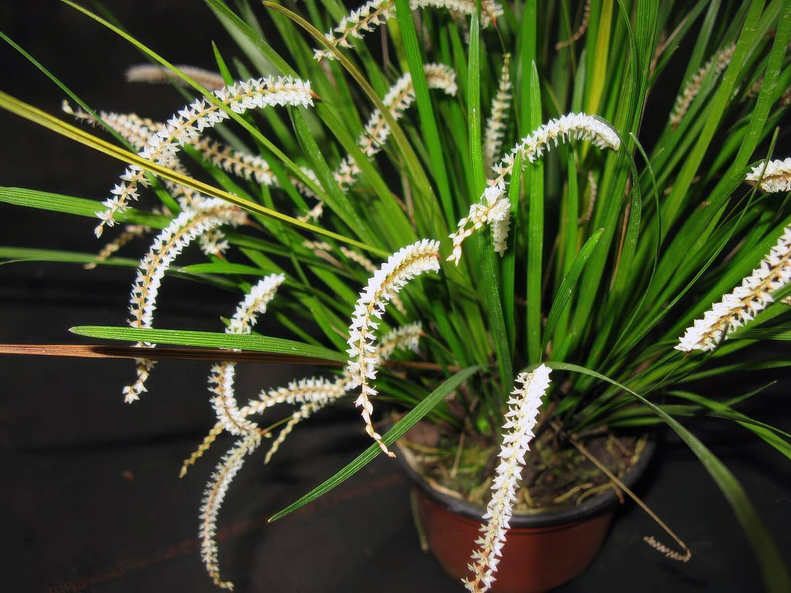 Dendrochilum infractum