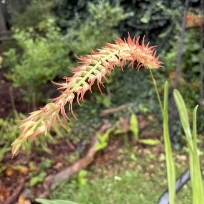 Dendrochilum kopfii