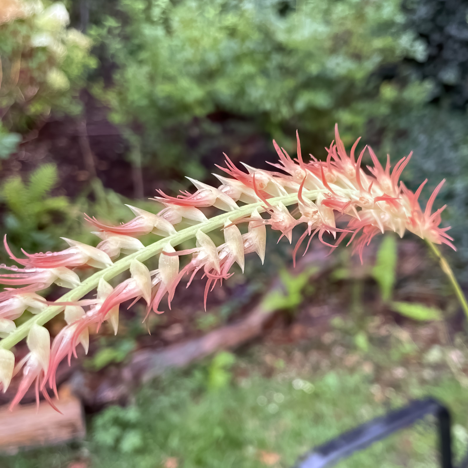 Dendrochilum kopfii