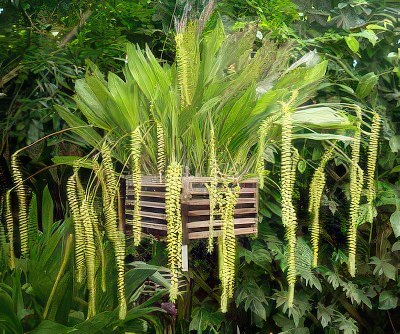 Dendrochilum magnum