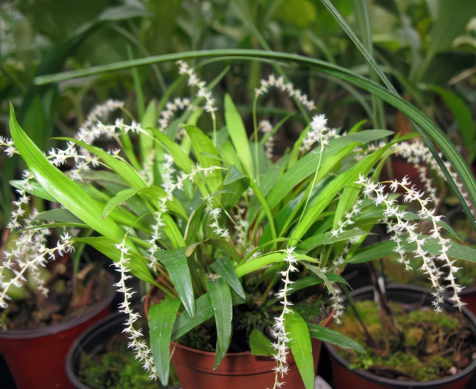 Dendrochilum quinquilobum