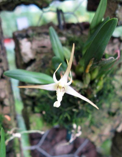 Diplocaulobium abbreviatum