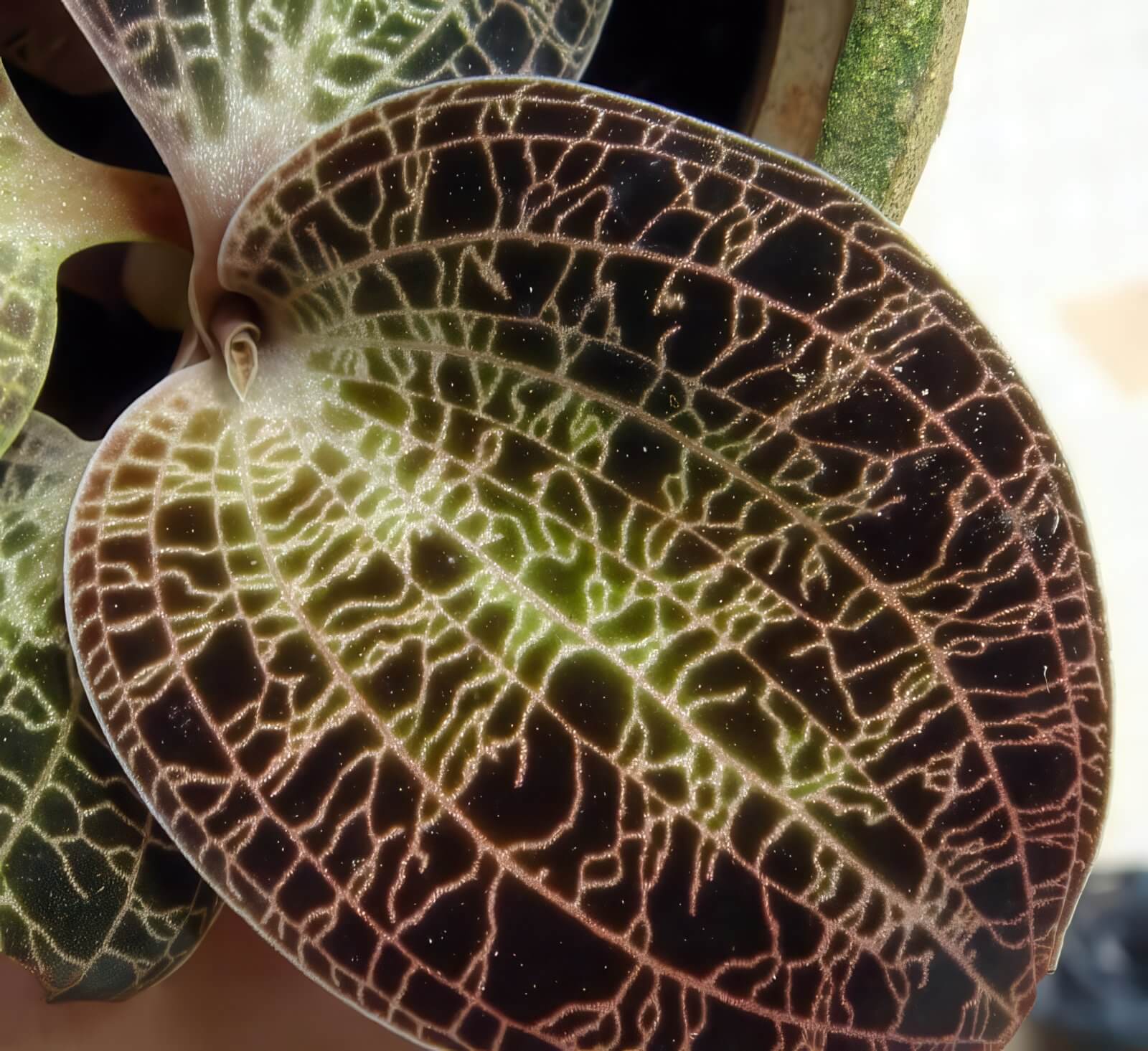 Dossinia marmorata