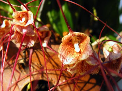 Dracula decussata