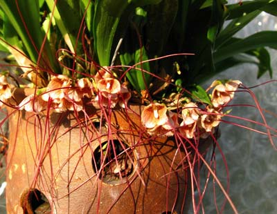 Dracula decussata