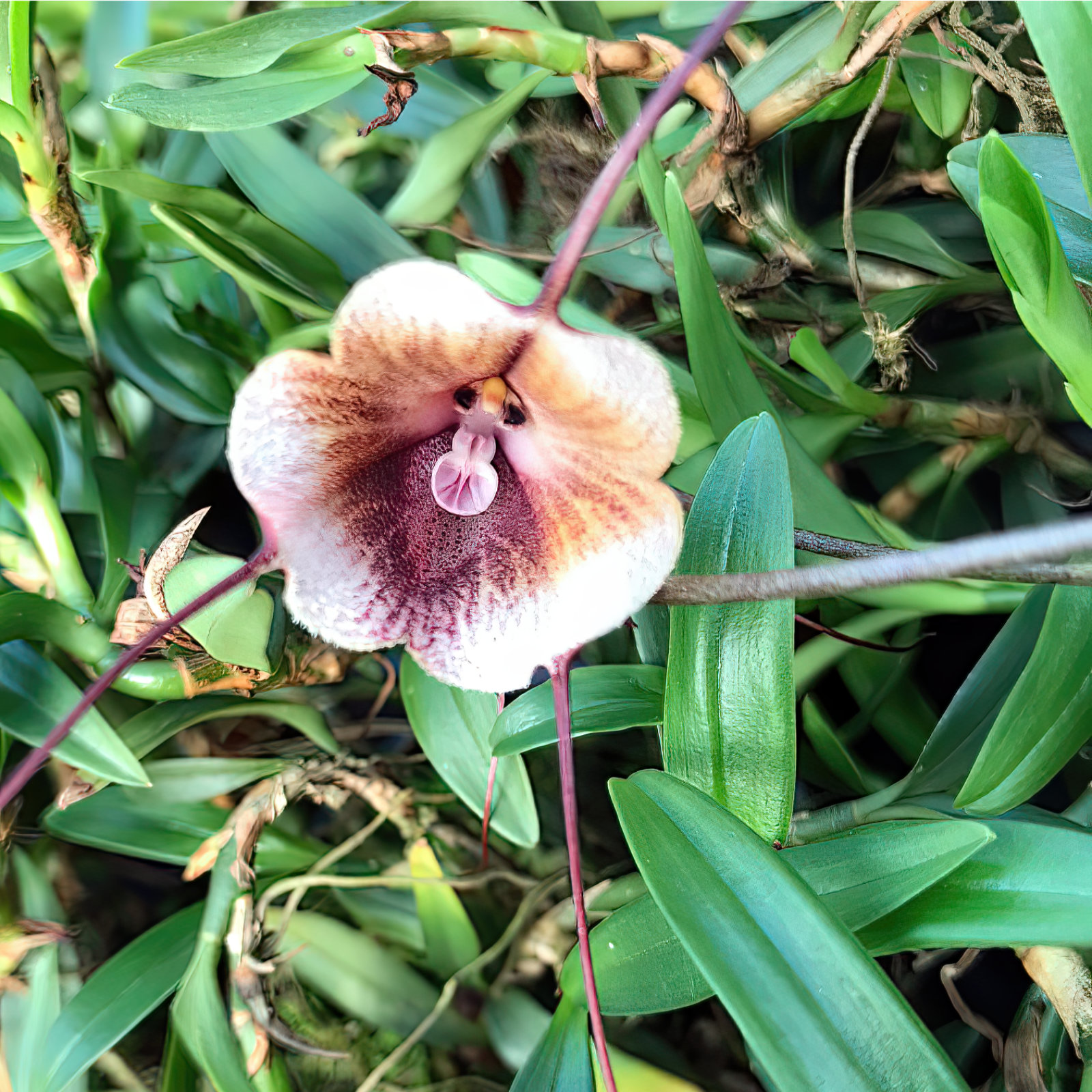 Dracula kareniae