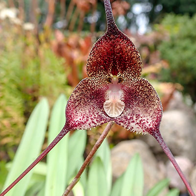 Dracula orientalis