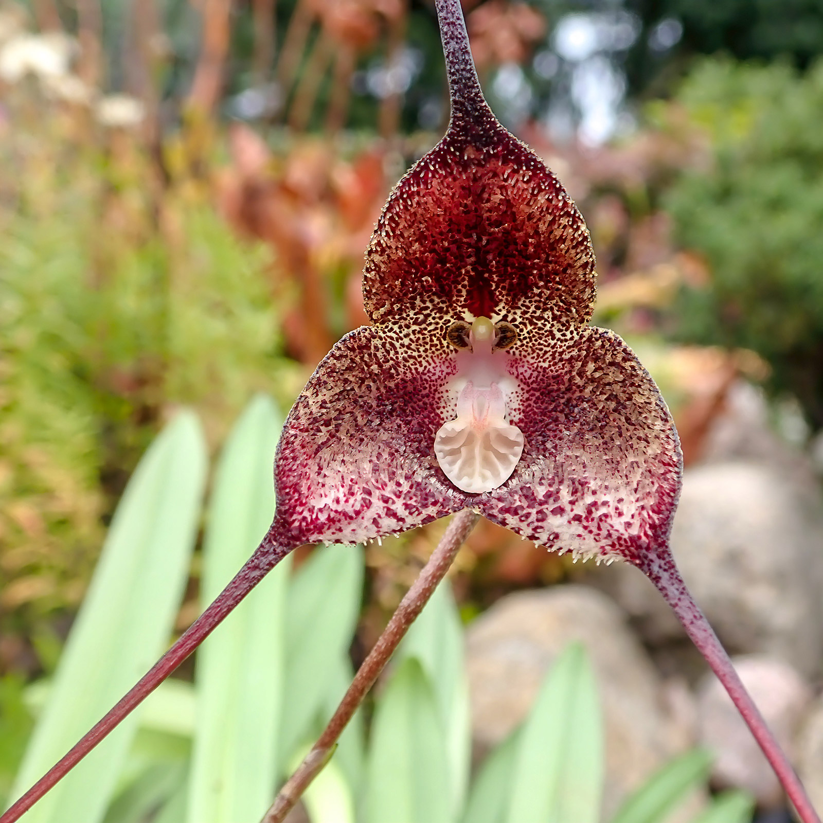 Dracula orientalis