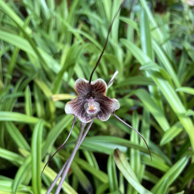 Dracula trigonopetala