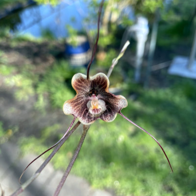 Dracula trigonopetala