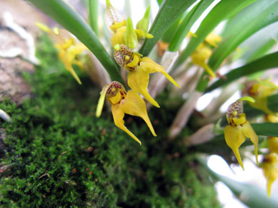 Dryadella aurea