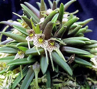 Dryadella liliputiana