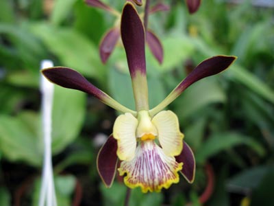 Encyclia alata