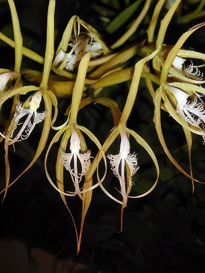 Epidendrum ciliare