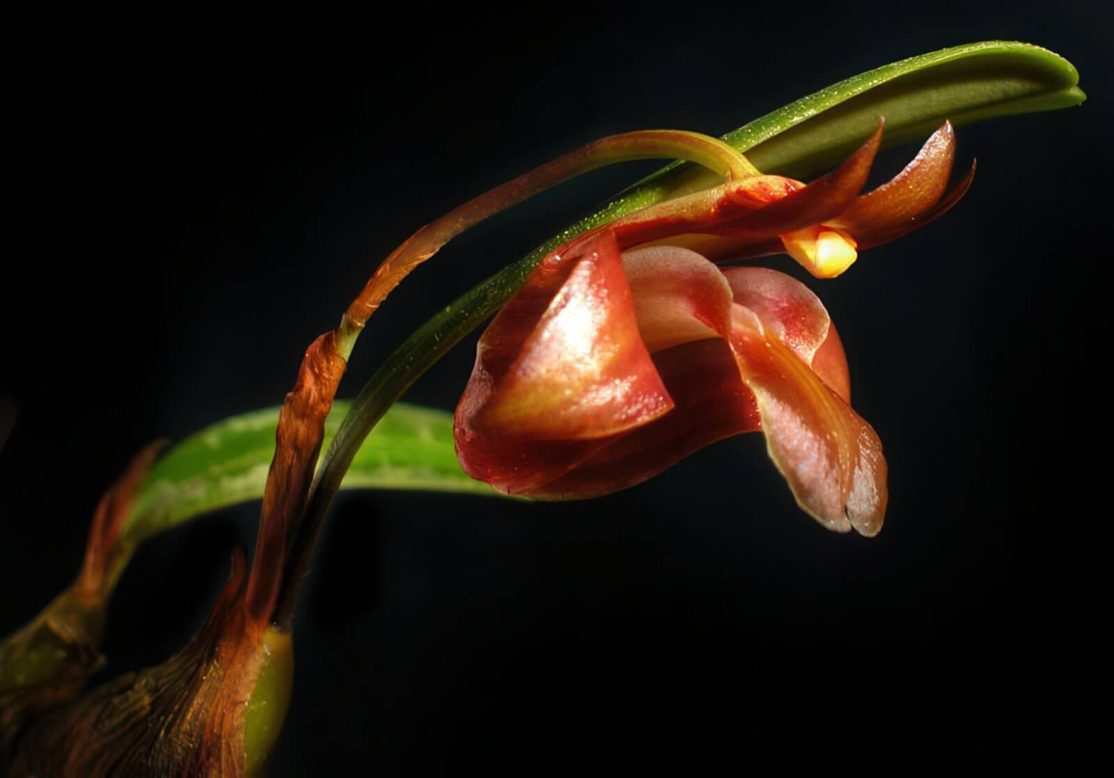 Epigeneium chapaense