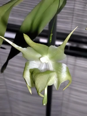 Bild von Aeranthes grandiflora