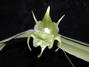 Bild von Aeranthes ramosa rolfe