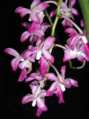 Bild von Aerides crassifolia