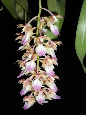 Bild von Aerides falcata