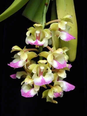 Bild von Aerides houlettiana