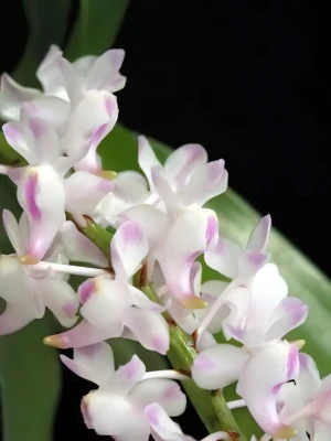 Bild von Aerides lawrenceae 2