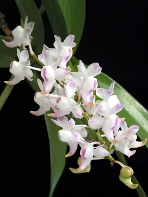 Bild von Aerides lawrenceae