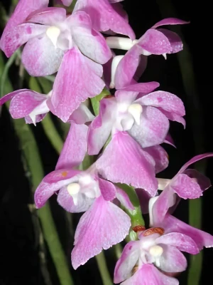 Bild von Aerides rosea 2