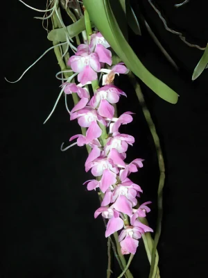 Bild von Aerides rosea
