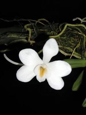Bild von Amesiella phillipinense