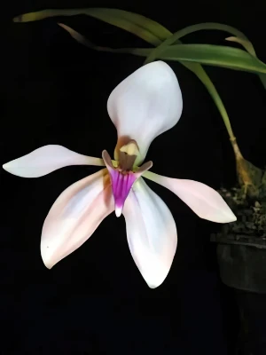 Bild von Ancistrochilus rotschildianus