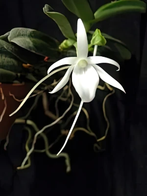 Bild von Angraecum equitans