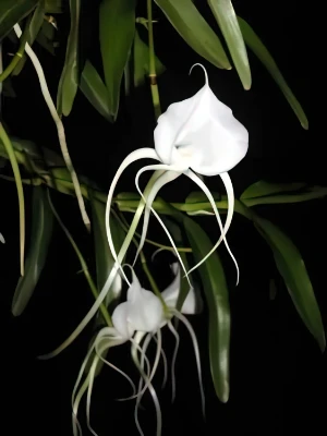 Bild von Angraecum germynianum