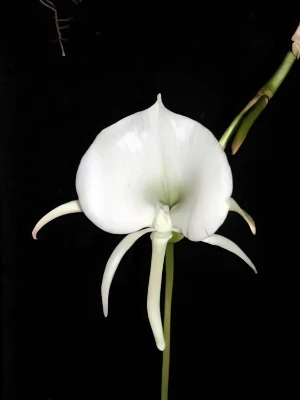 Bild von Angraecum scottianum