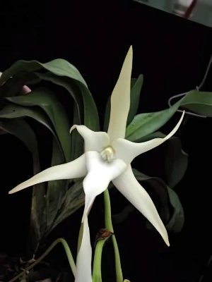 Bild von Angraecum sesquipedale