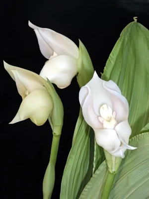Bild von Anguloa uniflora 8