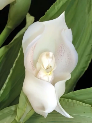 Bild von Anguloa uniflora