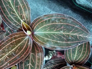 Bild von Anoectochilus roxburghii