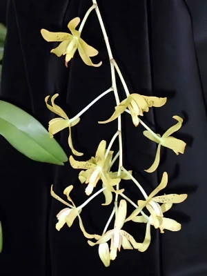 Bild von Anselia nilotica 2