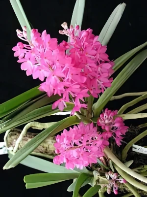 Bild von Ascocentrum ampulaceum 2