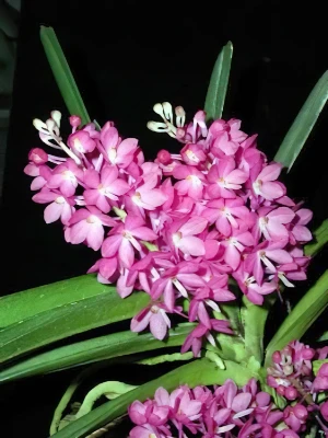 Bild von Ascocentrum ampulaceum 3