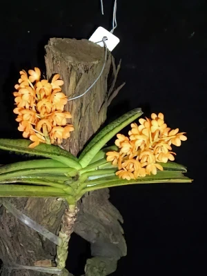 Bild von Ascocentrum miniatum 1