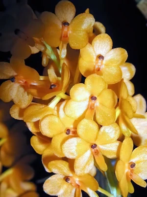 Bild von Ascocentrum miniatum 4
