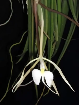 Bild von Auliza falcata 2