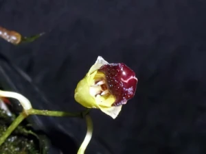 Bild von Babtistonia echinata 1