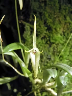 Bild von Barbosella cuculata 8