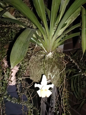 Bild von Bolea hemixantha 8