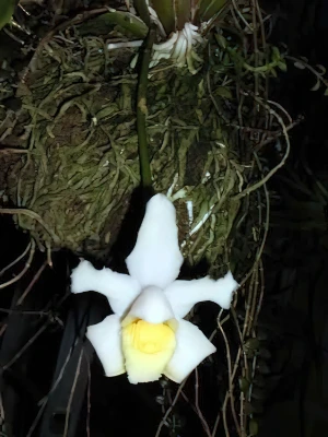 Bild von Bolea hemixantha