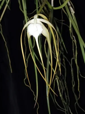 Bild von Brassavola cucullata