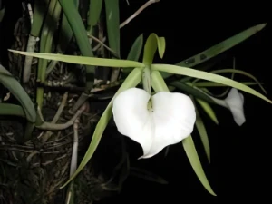 Bild von Brassavola nodosa