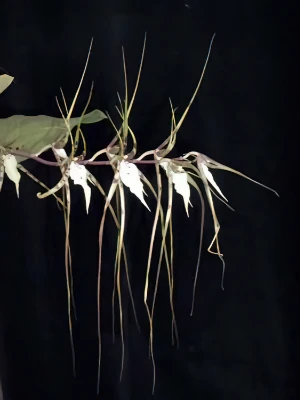 Bild von Brassia gireouldiana